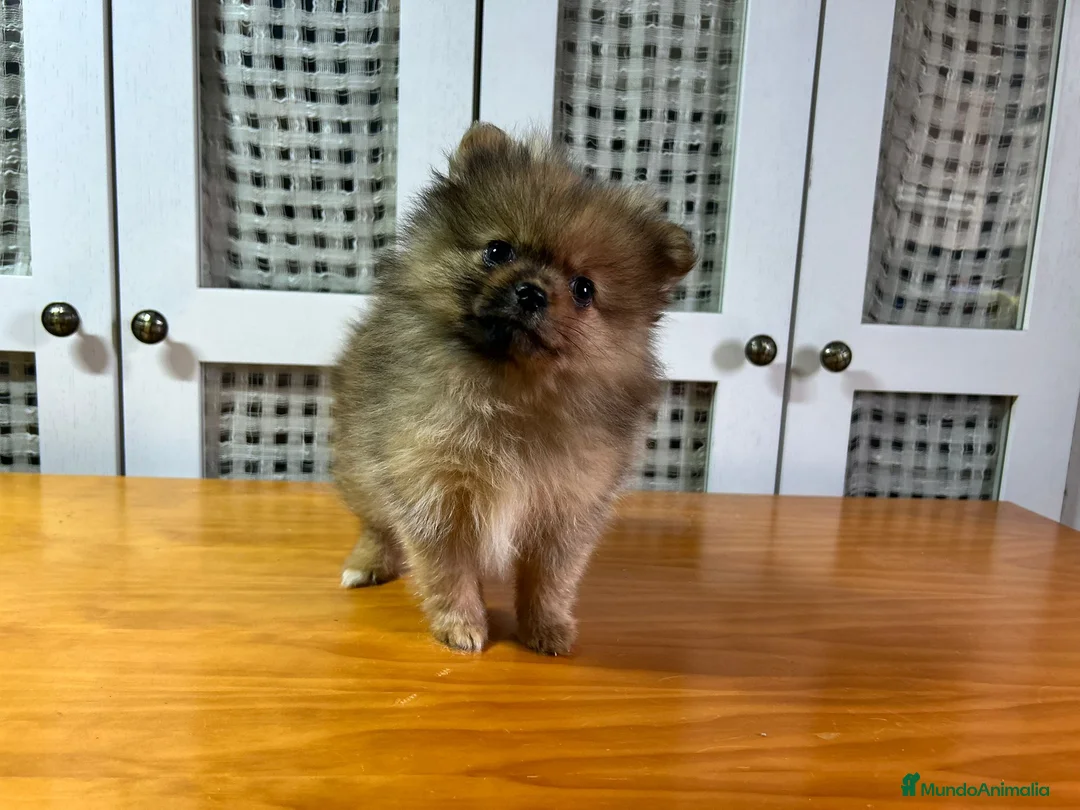 Pomerania perros en venta: Pomerania mini - Anuncio 5