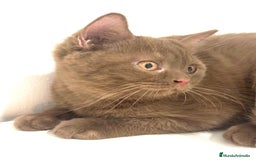 Británico de Pelo Corto gatos en venta: Macho british cinnamon - Imagen 4