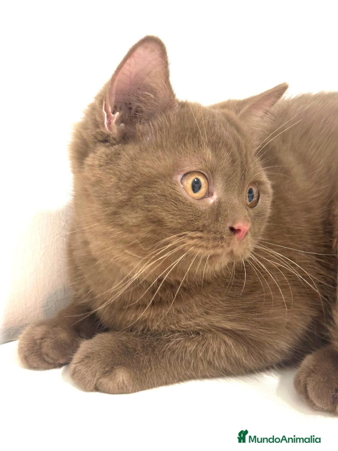 Británico de Pelo Corto gatos en venta: Macho british cinnamon - Imagen 4