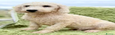 Perro de Agua Español 1