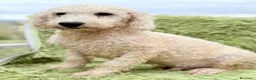 Perro de Agua Español perros en venta: Perro de Agua económico  - Anuncio 1