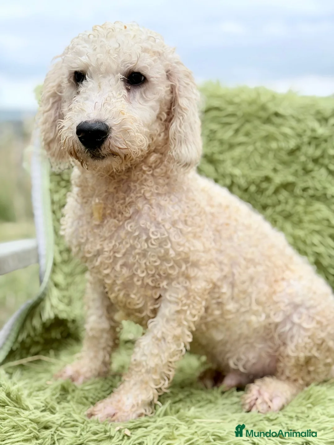 Perro de Agua Español perros en venta: Perro de Agua económico  - Anuncio 1