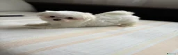Bichón Maltés perros en venta: Bichon maltés!!! - Anuncio 5