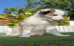 Border Collie perros en venta: BORDER COLLIE CHOCOMERLE - Imagen 9