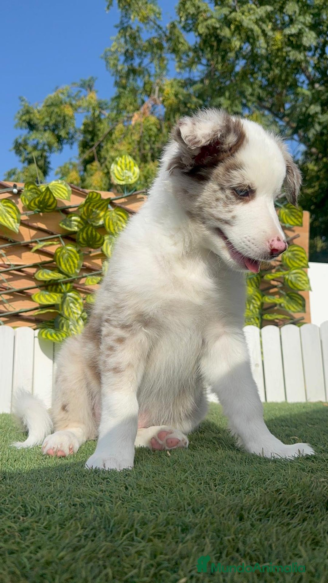 Border Collie perros en venta: BORDER COLLIE CHOCOMERLE - Imagen 9