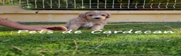 Maltipoo perros en venta: MALTIPOO APRICOT MACHO - Anuncio 2