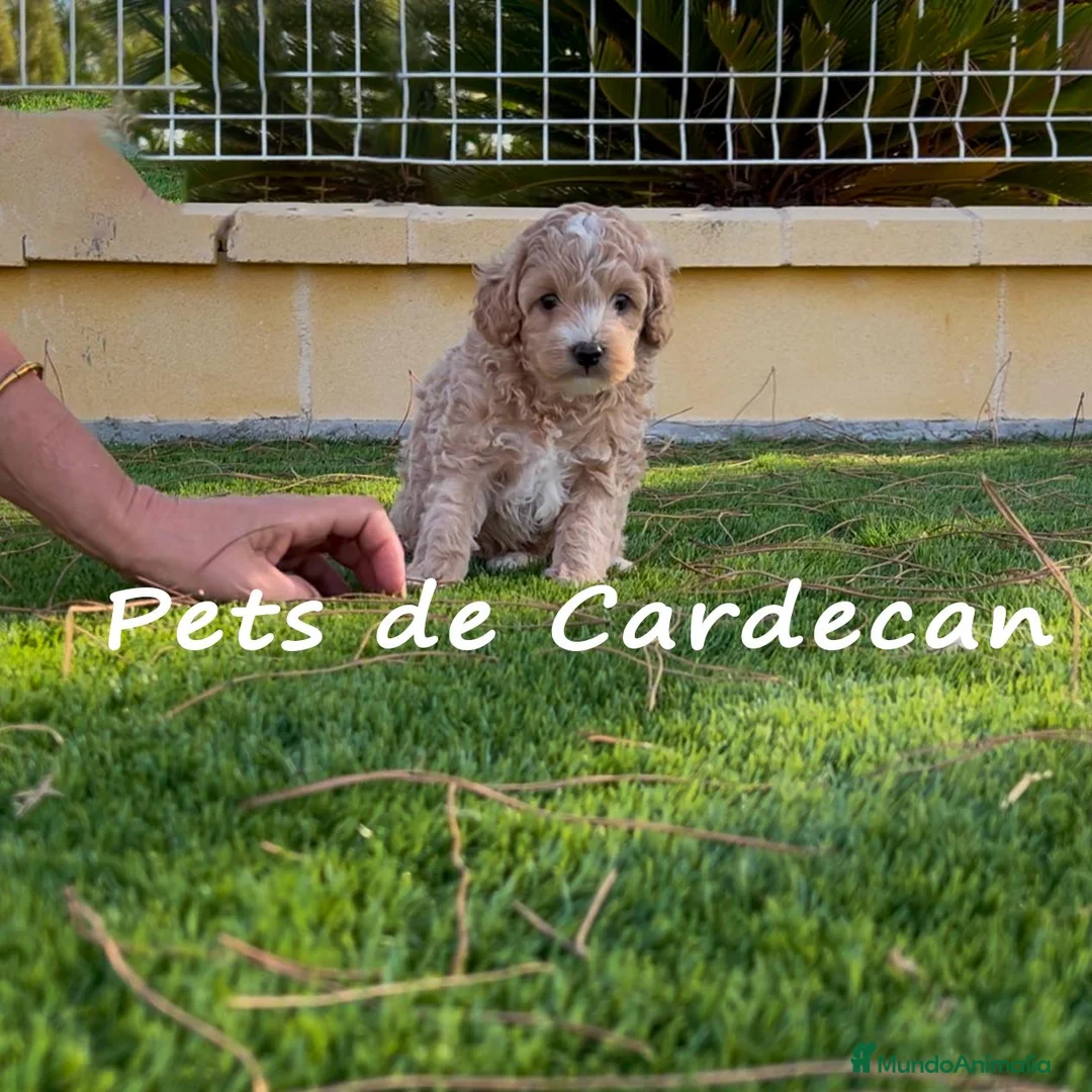 Maltipoo perros en venta: MALTIPOO APRICOT MACHO - Anuncio 2
