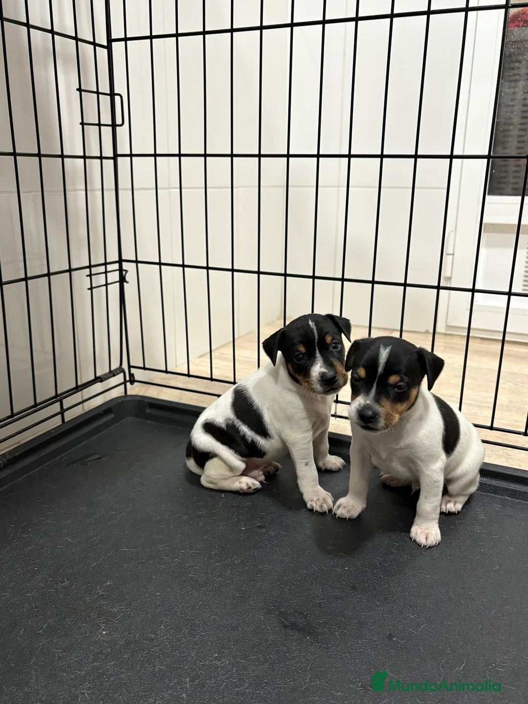 Gos Rater Valencià perros en venta: Cachorros ratonero valenciano gran calidad  - Anuncio 8