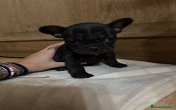 Bulldog Francés perros en venta: Bulldog francés Fufly exotico!! - Anuncio 3