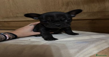 Bulldog Francés perros Bulldog francés Fufly exotico!! - Anuncio 16