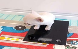 Chihuahua perros en venta: CHIHUAHUAS MINI TOYS  - Imagen 1