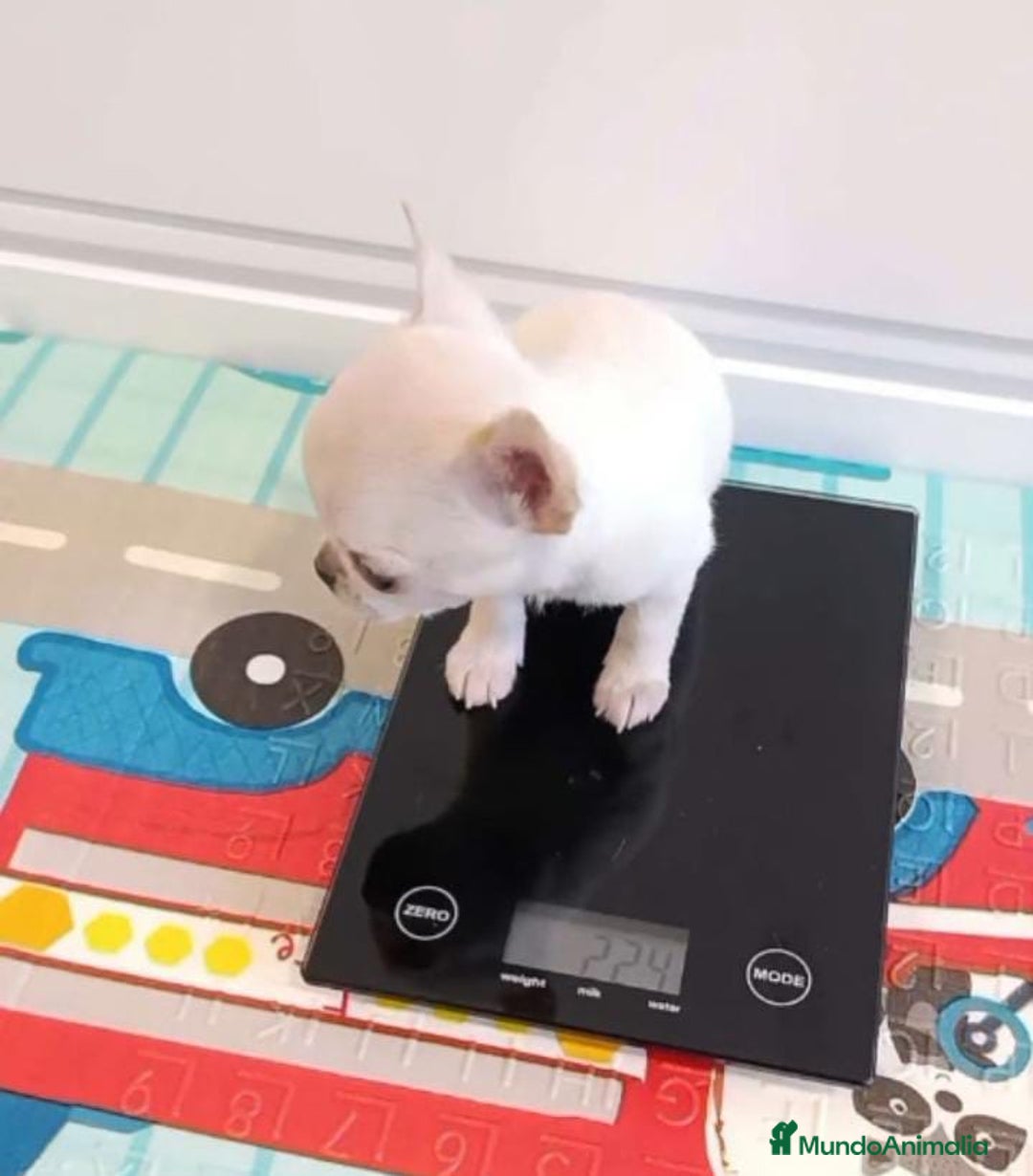 Chihuahua perros en venta: CHIHUAHUAS MINI TOYS  - Imagen 1