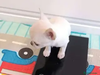 Chihuahua perros CHIHUAHUAS MINI TOYS - Anuncio 17