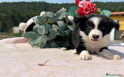 Border Collie perros en venta: Preciosa camada border collie. Todos los colores - Imagen 3
