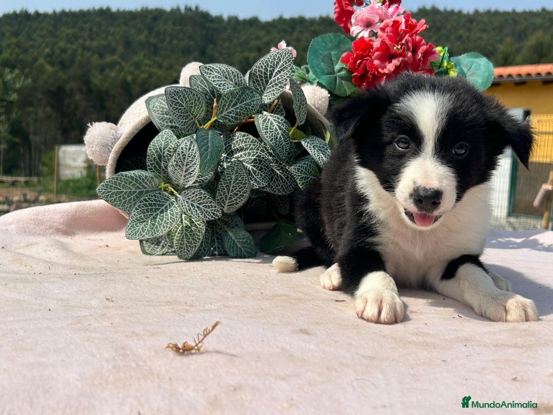 Border Collie perros en venta: Preciosa camada border collie. Todos los colores - Imagen 3