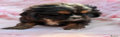 Cocker Spaniel Americano 4