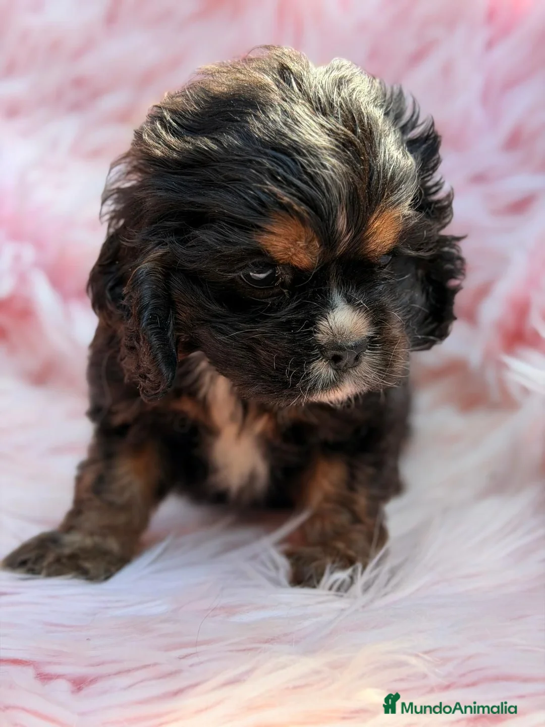 Cocker Spaniel Americano perros en venta: COCKER AMERICANO - Anuncio 2