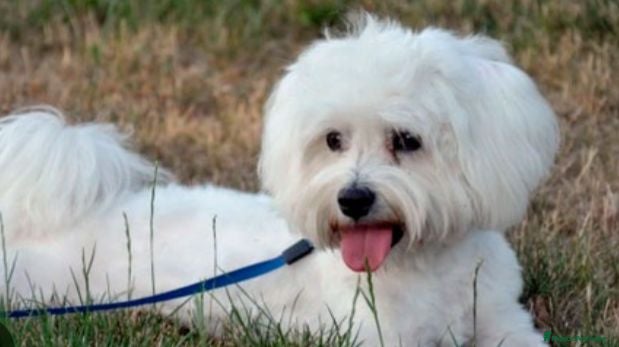 Bichón Maltés perros Bichón maltés 616121781 - Anuncio 1