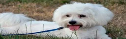 Bichón Maltés perros en venta: Bichón maltés 616121781 - Anuncio 1