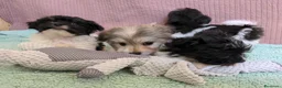 Bichón Habanero perros en venta: Machitos de bichon habanero - Anuncio 21