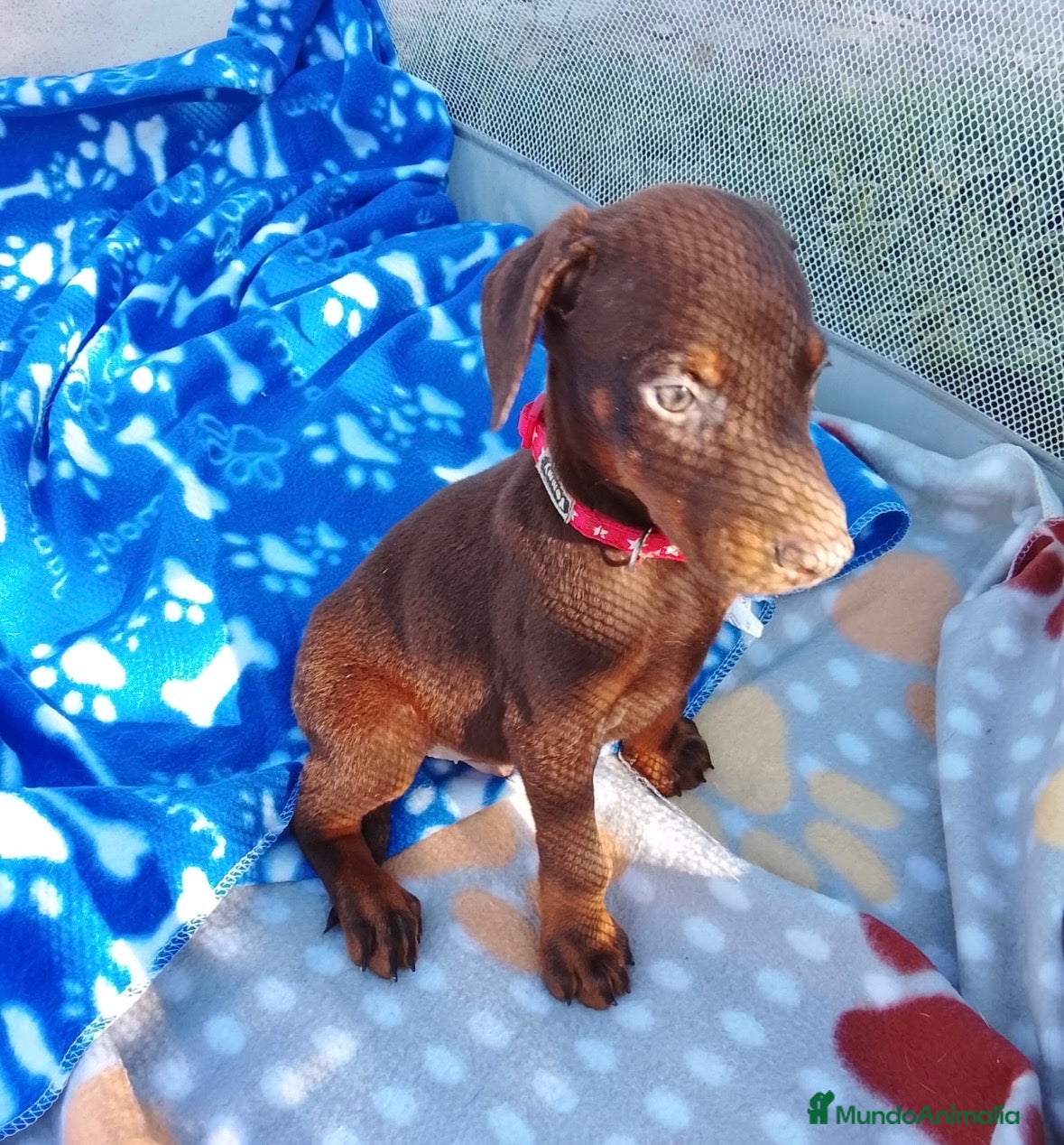 Dobermann perros Dóbermann chocolate disponibles🔥 - Anuncio 1