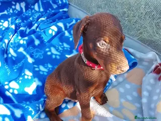 Dobermann perros Dóbermann chocolate disponibles🔥 - Anuncio 1