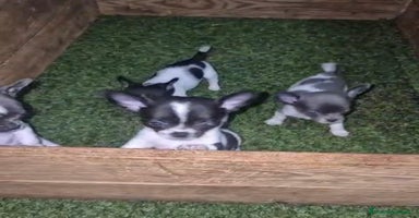 Chihuahua perros - Propaganda 15
