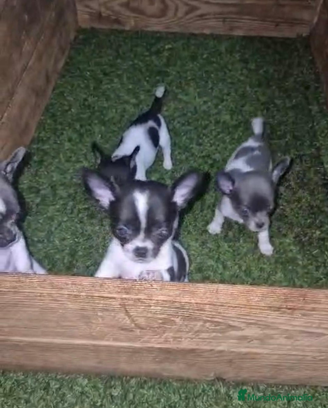 Chihuahua perros en venta: Chihuahua Micro rusos - Imagen 2