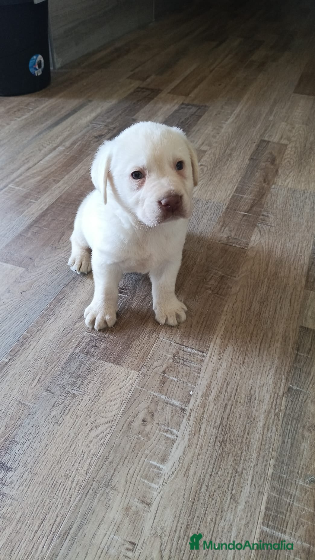 Labrador Retriever perros Labradores nacionales  - Anuncio 1