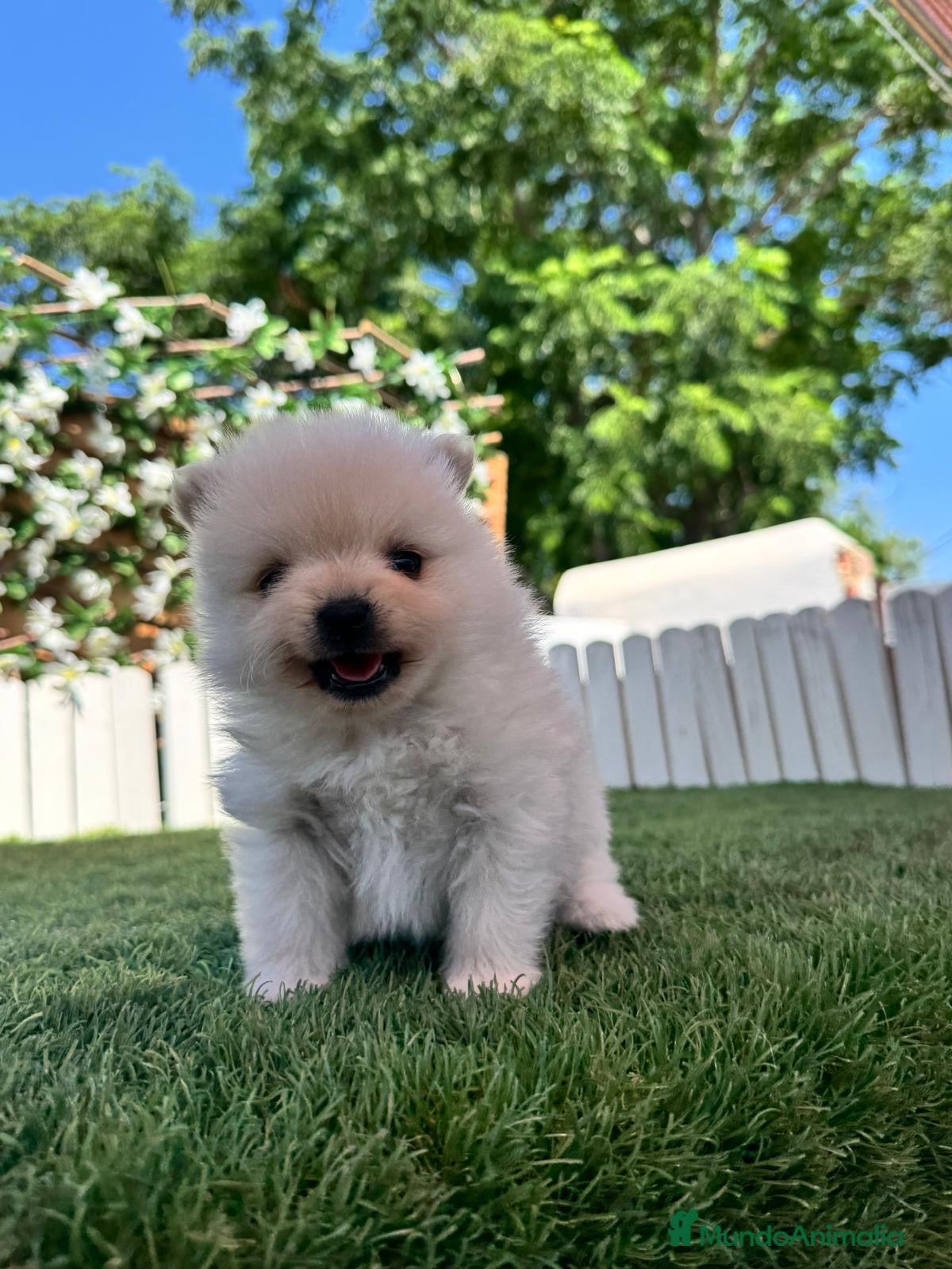 Pomerania perros en venta: POMERANIA - Anuncio 5