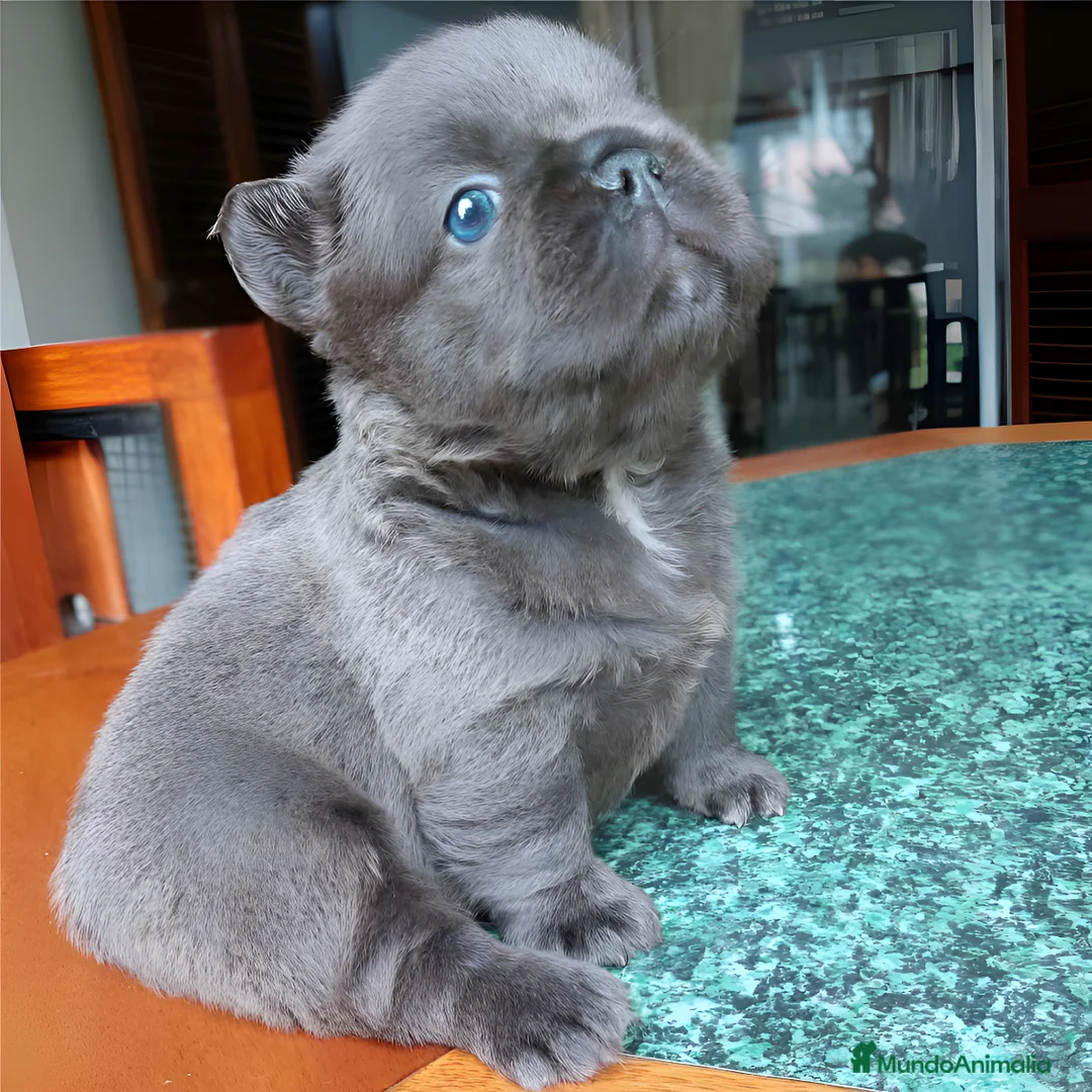 Bulldog Francés perros en venta: Bulldog francés ! Espectaculares  - Anuncio 5