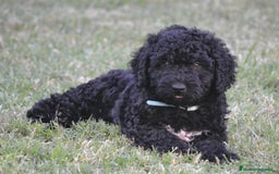 Perro de Agua Español perros en venta: Cachorra perro de agua  - Imagen 7