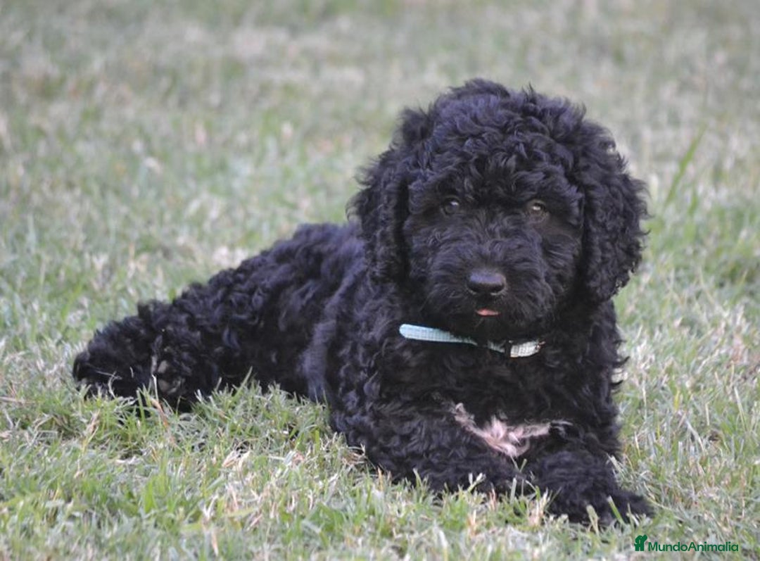 Perro de Agua Español perros en venta: Cachorra perro de agua  - Imagen 7