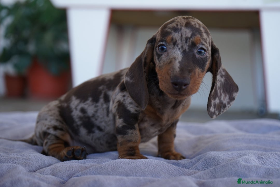 Teckel perros en venta: 🐾 Teckel miniatura – Curry Merlé chocolate 🍫 - Imagen 4