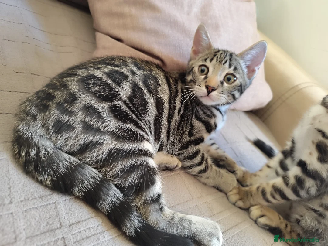 Bengalí gatos en venta: Preciosos gatitos bengali  - Anuncio 2