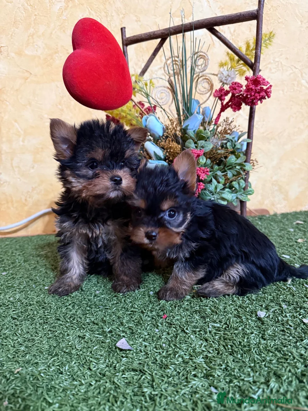 Yorkshire Terrier perros en venta: Yorkshire terrier toy !! - Anuncio 1