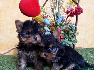 Yorkshire Terrier perros Yorkshire terrier toy !! - Anuncio 4