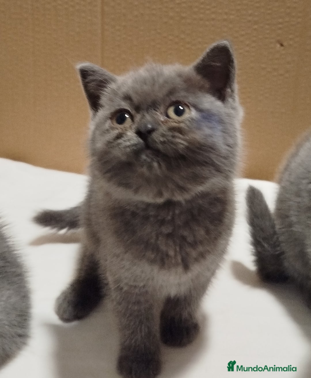 Británico de Pelo Corto Azul gatos en venta: British Shorthair ultimo cachorrito - Imagen 1