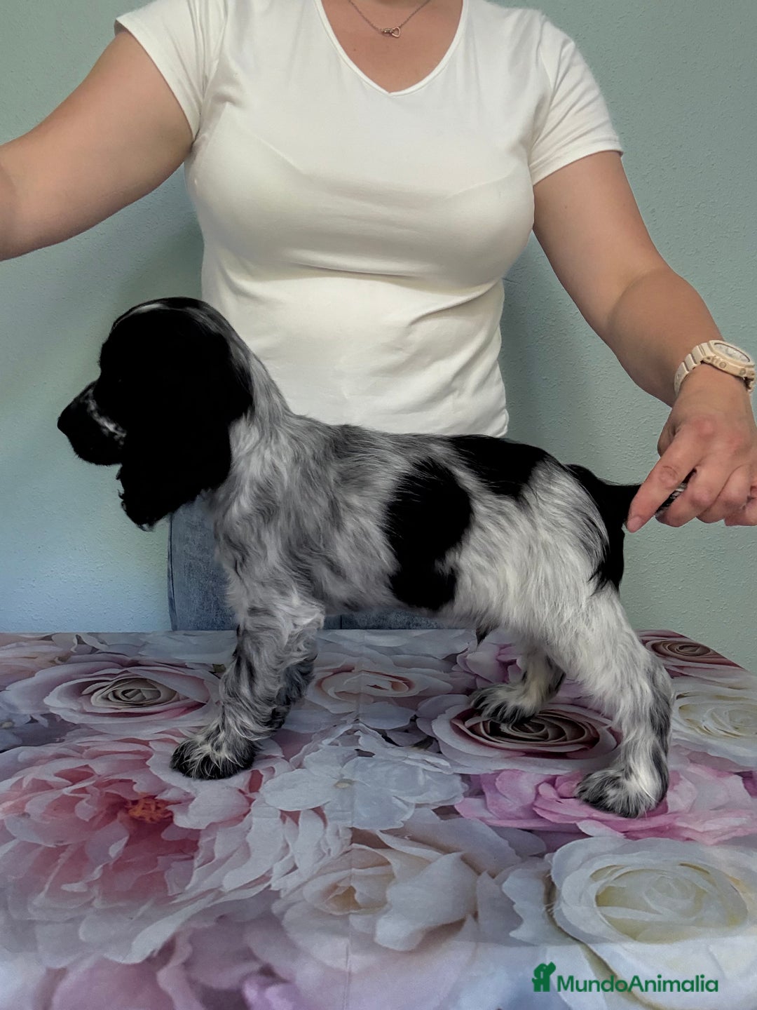 Cocker Spaniel Inglés perros en venta: Preciosos machos cocker inglés  - Imagen 5