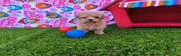 Maltipoo perros en venta: Maltipoo  - Anuncio 2