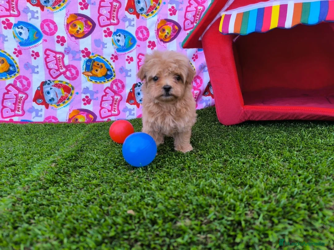 Maltipoo perros en venta: Maltipoo  - Anuncio 2