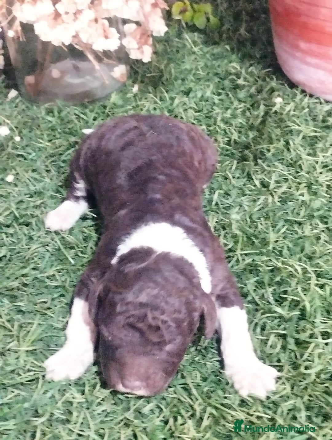 Perro de Agua Español perros en venta: Camada de perros de agua - Anuncio 1