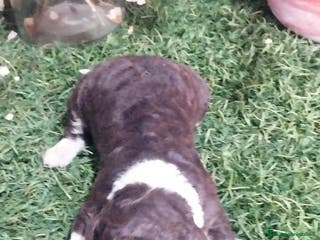 Perro de Agua Español perros Camada de perros de agua - Anuncio 1