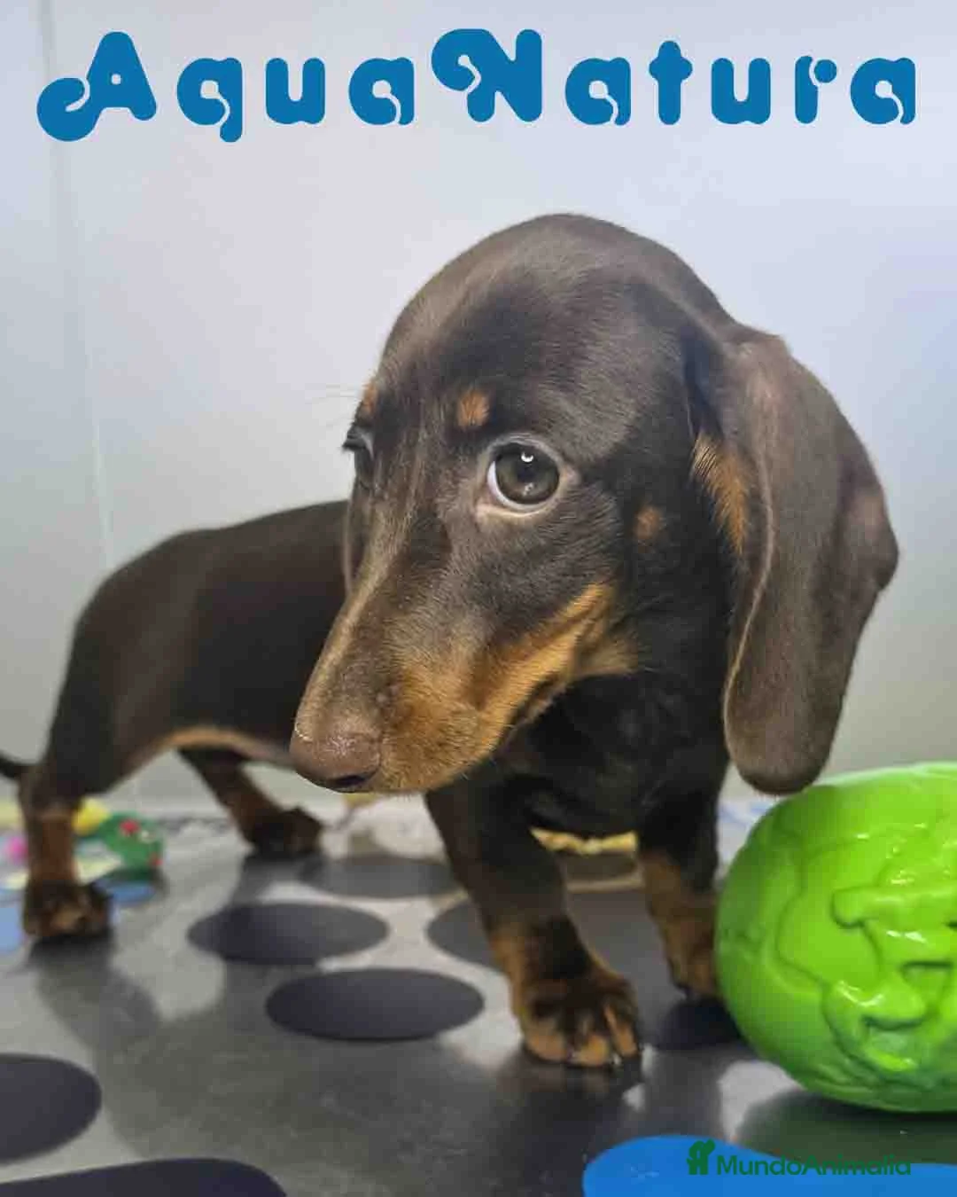 Teckel Miniatura perros en venta: Teckel Hembra DCD 7520 AQUANATURA - Anuncio 7