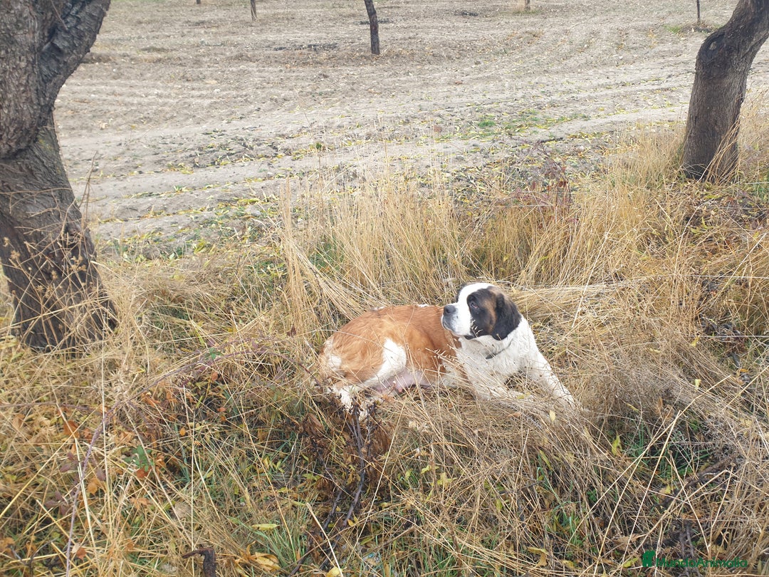 San Bernardo perros en venta: Cachorro de san bernardo con pedigree - Anuncio 5