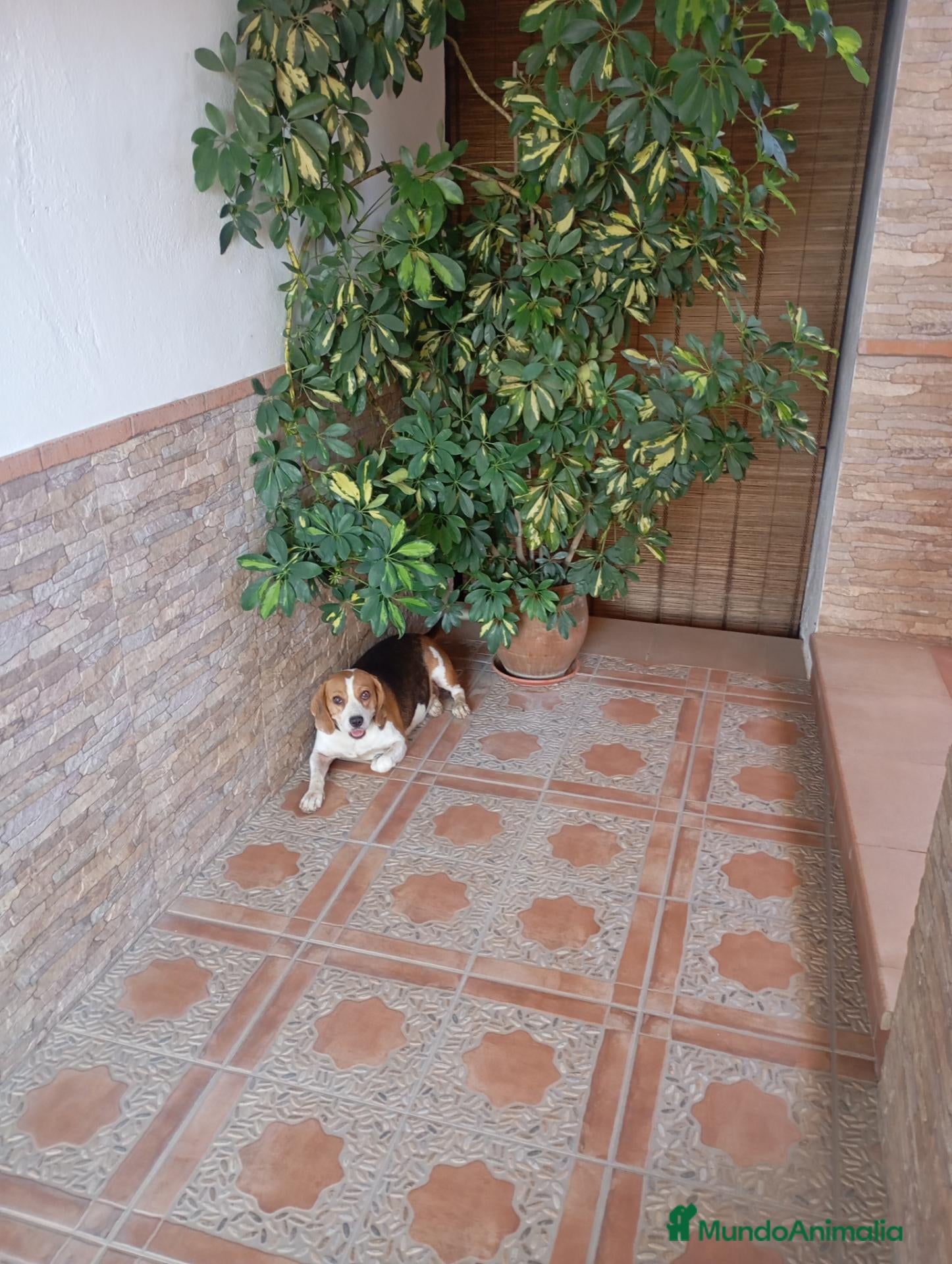 Beagle perros Beagle bicolor - Anuncio 2
