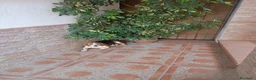 Beagle perros en venta: Beagle bicolor - Anuncio 1