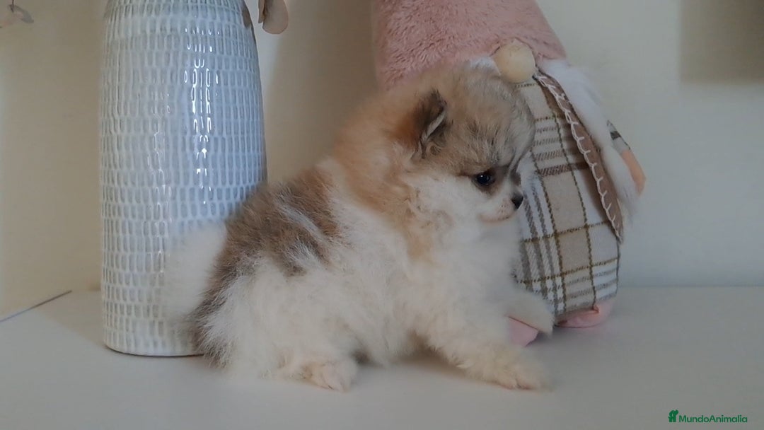 Pomerania perros en venta: Lulu de Pomerania  - Anuncio 6