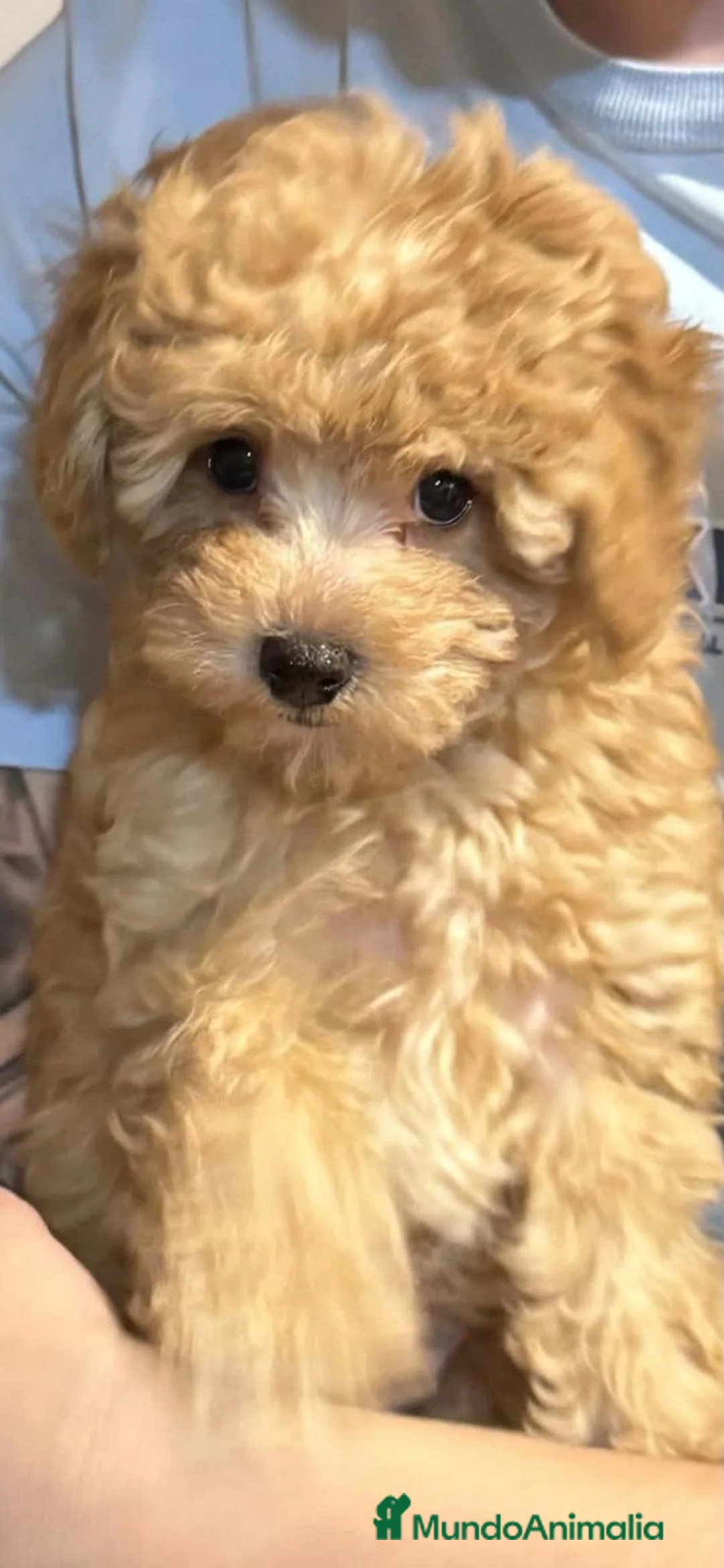 Caniche Toy perros en venta: Caniche toy en Granada - Anuncio 2