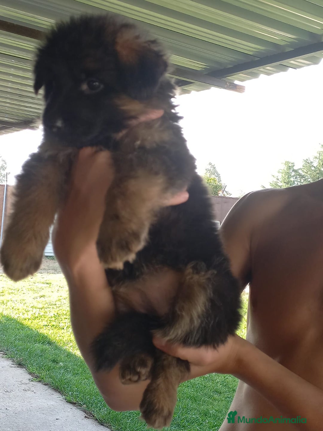 Pastor Alemán perros en venta: PASTOR ALEMAN PELO LARGO (BELLEZA) - Imagen 2